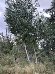 Eucalyptus racemosa