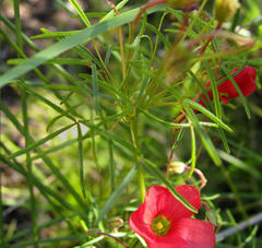 Oxalis pendulifolia