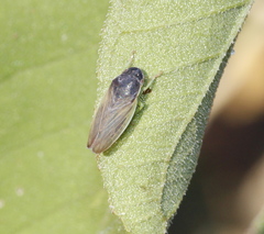 Obtusana