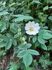 Rosa tomentosa