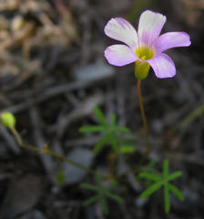 Oxalis stellata