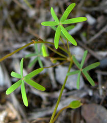 Oxalis stellata