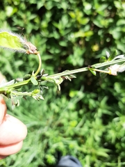 Contarinia scoparii