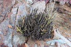 Kleinia longiflora