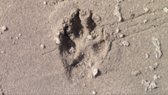 Canis latrans thamnos