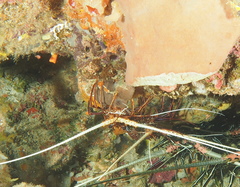 Panulirus femoristriga