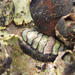 Black Chiton - Photo no rights reserved, uploaded by Andrew Deacon