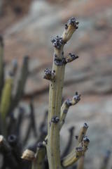 Kleinia longiflora