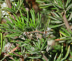 Dejongia californicus