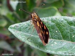 Metisella metis paris