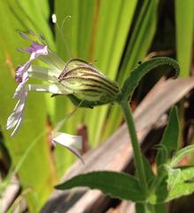 Silene undulata undulata