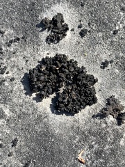 Enchylium polycarpon