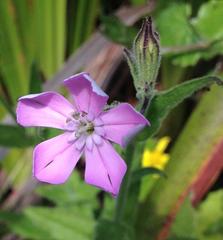 Silene undulata undulata