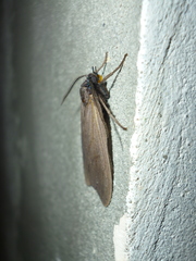 Opharus procroides