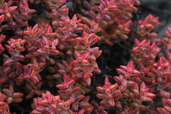Crassula rupestris commutata