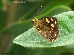 Metisella metis paris