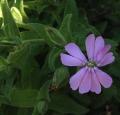 Silene undulata undulata