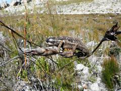 Bradypodion gutturale