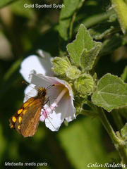 Pavonia columella