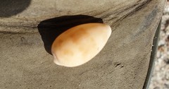 Notocypraea comptonii