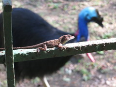 Anolis