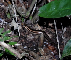 Copeoglossum nigropunctatum