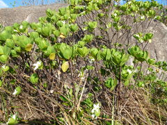 Anthocercis viscosa viscosa