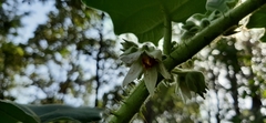 Solanum candidum