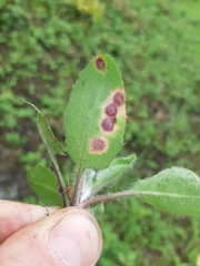 Cystiphora sanguinea