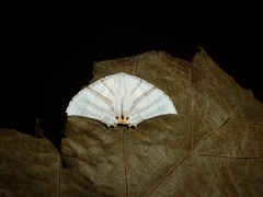 Epiplema albipennaria