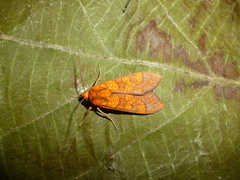 Elysius pyrosticta