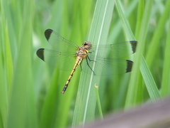 Sympetrum infuscatum