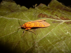 Elysius pyrosticta