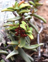 Crassula fusca