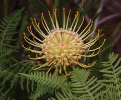 Leucospermum lineare