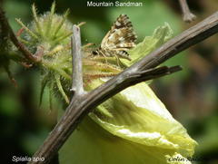 Hibiscus diversifolius diversifolius