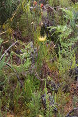 Leucospermum lineare