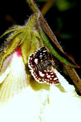 Hibiscus diversifolius diversifolius