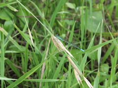 Paracercion hieroglyphicum