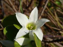 Anthocercis viscosa viscosa