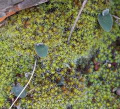 Ornithogalum hispidum hispidum