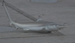 Carcharhinus brevipinna