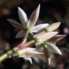 Ornithogalum hispidum hispidum