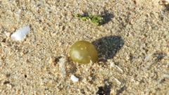 Leathesia marina