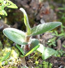 Ornithogalum hispidum hispidum