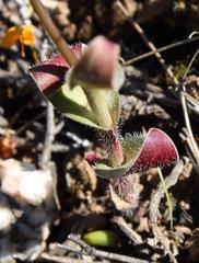 Ornithogalum hispidum hispidum
