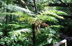 Cyathea capensis