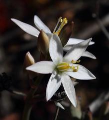 Ornithogalum hispidum hispidum