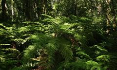 Cyathea capensis