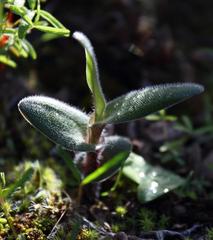 Ornithogalum hispidum hispidum